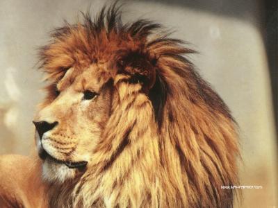 20071105200346-lion.jpg
